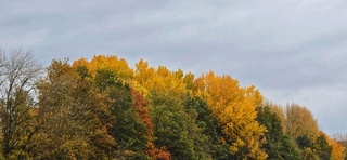 Kleurrijke bomen langs de snelweg 