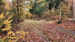 Leenderbos in herfsttooi