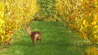 Een Ree tussen de bomen