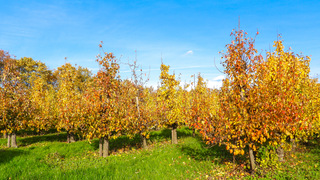 Herfstkleuren met veel blauw