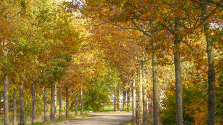Herfstkleuren met de zon er bij
