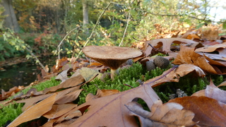 Zonnig en een mooie paddenstoel 