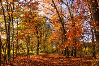 Wandelpad vol kleuren 