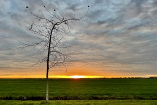 Nog een handvol blaadjes aan de boom 