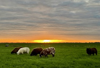 De zon verschuilt zich achter een wolkendek