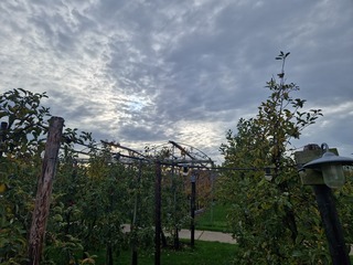 Mooi weer op de boomgaard