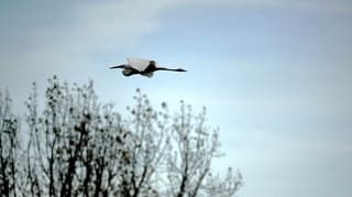 Witte Reiger