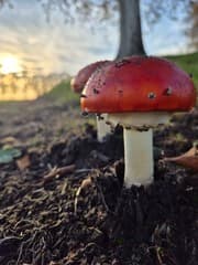 Rode paddestoelen