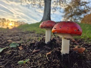 Paddestoelen en zonsondergang 