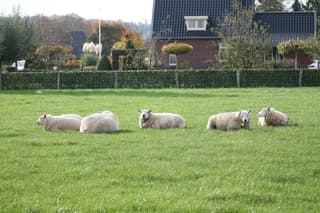 De schaapjes op het dr.. oh nee in het gras