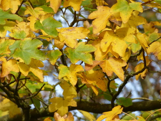 Nog even genieten van de herfstkleuren.