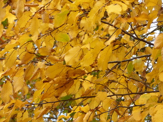 Nog even genieten van de herfstkleuren.