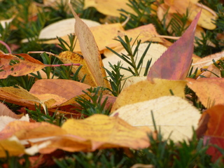 Nog even genieten van de herfstkleuren.