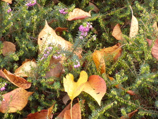 Nog even genieten van de herfstkleuren.