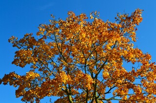 Herfst in de Biesbosch.