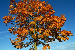 Herfst in de Biesbosch.