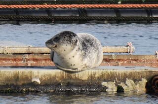 Zeehond bij Neeltje Jans