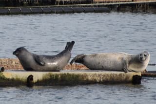 Zeehonden Neeltje Jans