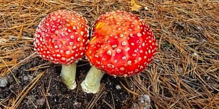 Rood met witte stippen