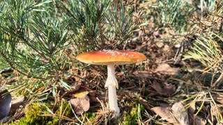 Vliegenzwam in de Sahara