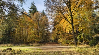 Herfstbos