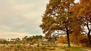 Herfst in bosrand/op heide/en akkers boerenerven