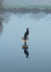 Aalscholver met visrecht... 