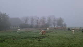 Nog steeds hardnekkige mist op Texel 