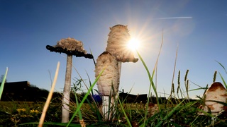 Herfstzon achter de paddenstoel 