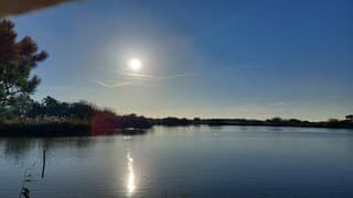 aalscholver duinmeer bij kijkduin