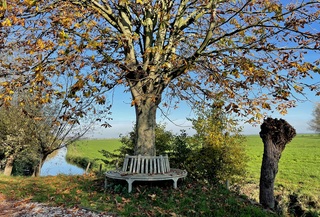Het lijkt wel voorjaar maar de verkleurde bladeren verraden dat het herfst is