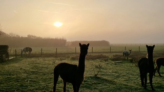 Pas om 16.00 uur zon die door de mist breekt!