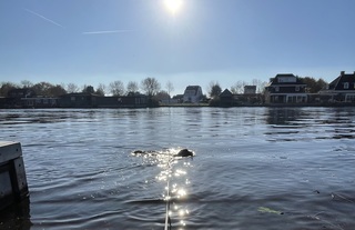 Hij kon net als gisteren niet wachten om de Oude Rijn in te duiken. 