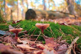 Paddenstoelen spotten