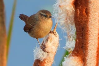 En ook het Winterkoninkje 