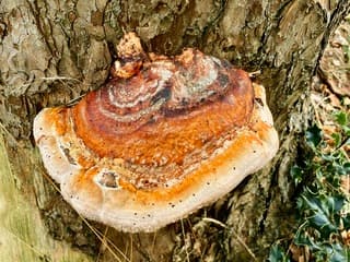 Roodgerande houtzwam op stam van spar