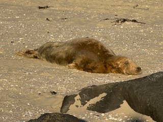 Zeehond aan het zonnen 