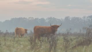 Schotse Hooglanders in de mist.