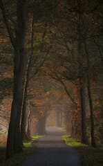 De kleuren van de herfst.