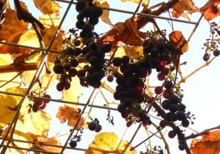 Het is ongekend warm