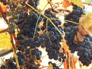 Het is ongekend warm