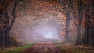 Mist in het bos.