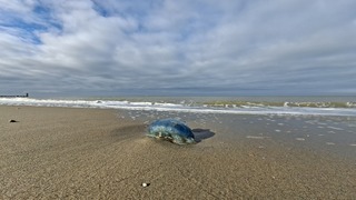 Een opvallende blauwe kwal (bloemkoolkwal) op het strand bij Domburg, Zeeland, tijdstip foto 12.39 uur.