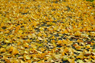 Een straatje van goud