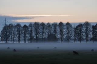 schapen in de mist