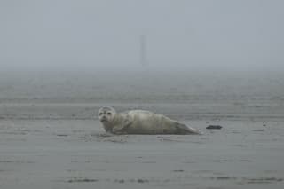 Zeehond uitrusten in de mist