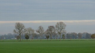 leuke kale bomentegen een saaie grijze lucht