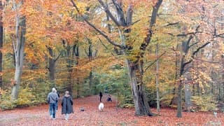 Ideaal weer voor een boswandeling 