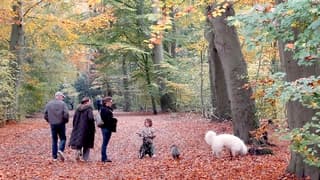 Ideaal weer voor een boswandeling 