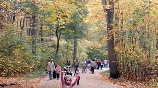 Ideaal weer voor een boswandeling 